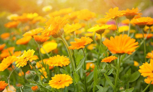 Τι είναι η Καλέντουλα; Ιδιότητες και Προϊόντα!