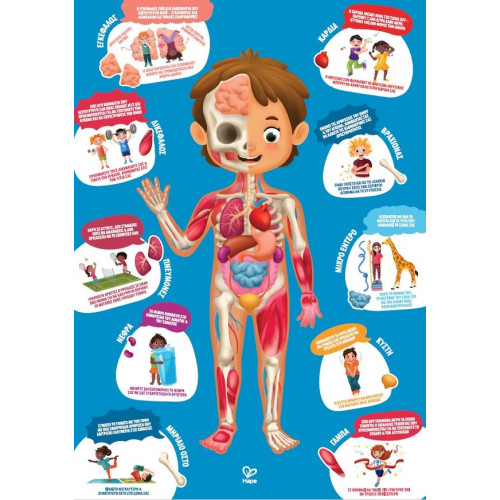 Hape Human Body Puzzle - Παζλ Μαθαίνω Το Ανθρώπινο Σώμα E1635A